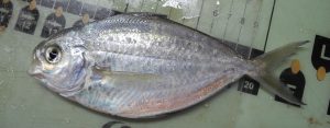 ButterfishPeprilustriacanthus