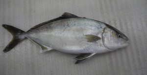 GreaterAmberjackSerioladumerili