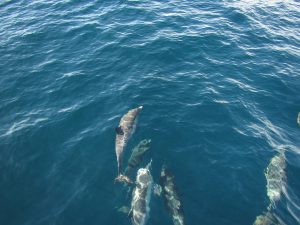 IMG_3243_1
