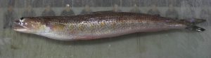 InshoreLizardfishSynodusfoetens