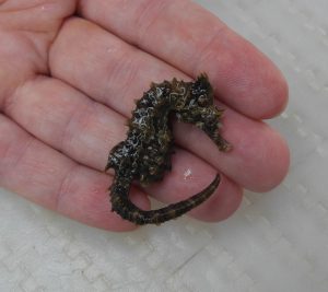 LongsnoutSeahorseHippocampusreidi