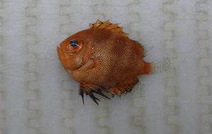 ShortBigeyeProstigenysalta