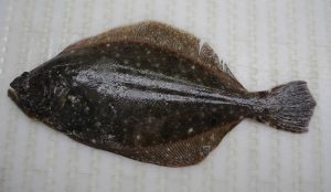 SummerFlounderParalichthysdentatus